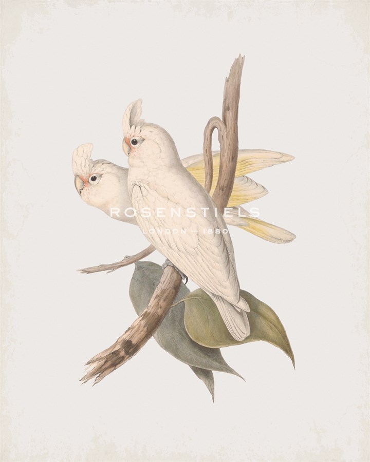 Cacatua Sanguinea - John Gould
