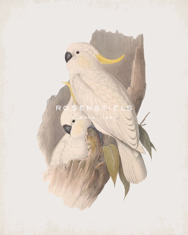 Cacatua Galerita - John Gould