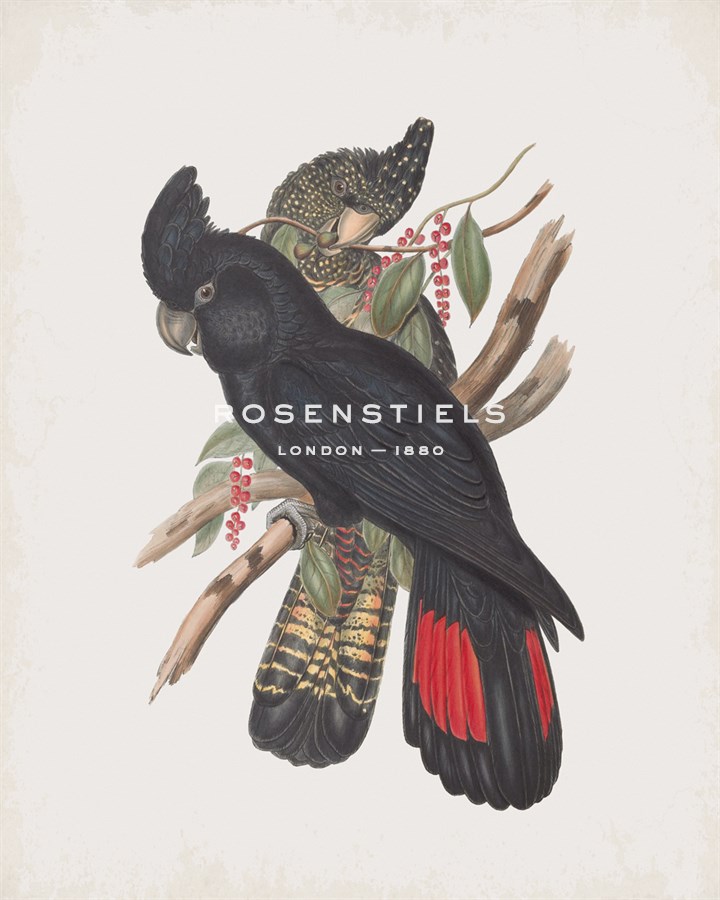 Calyptorhynchus Banksii - John Gould