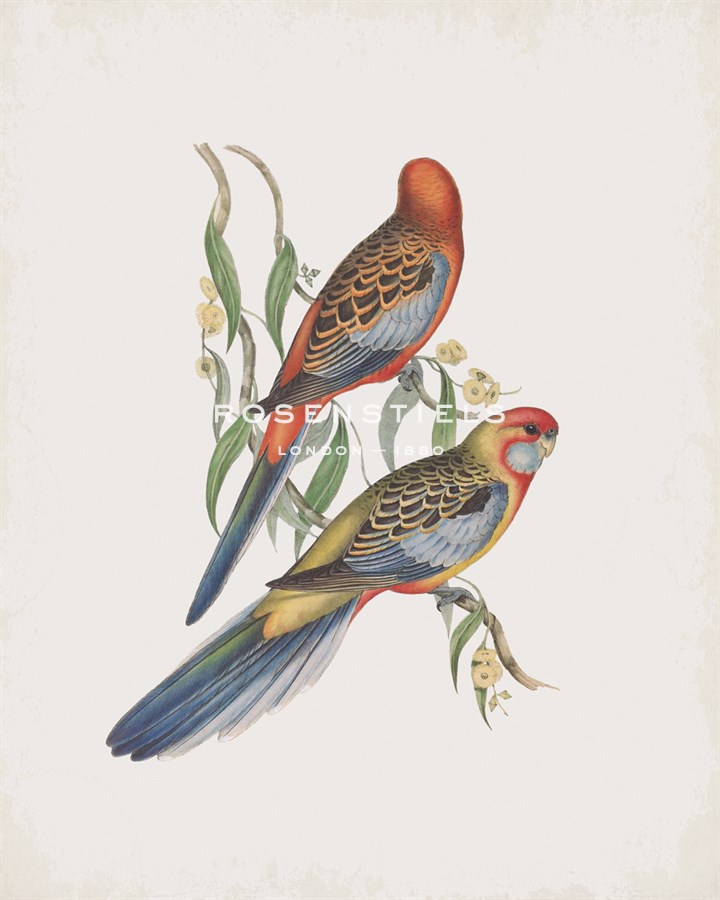Platycercus Adelaidae - John Gould