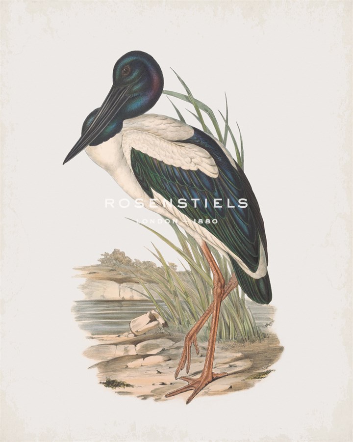 Mycteria Australis - John Gould