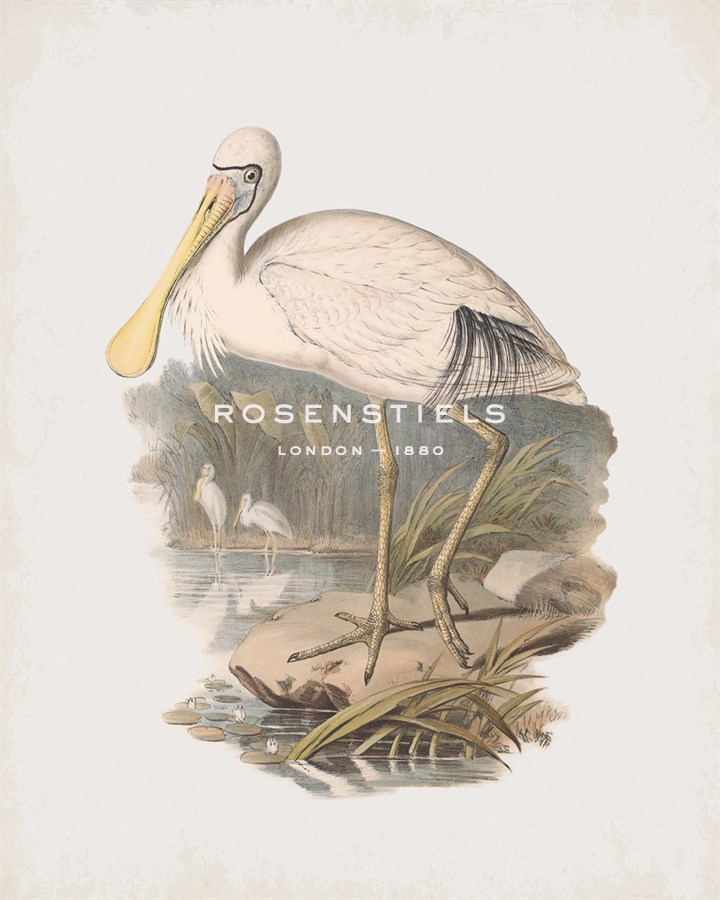 Platalea Flavipes - John Gould