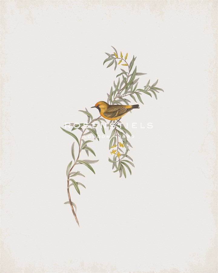 Epthianura Aurifrons - John Gould