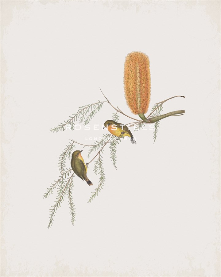 Acanthiza Nana - John Gould