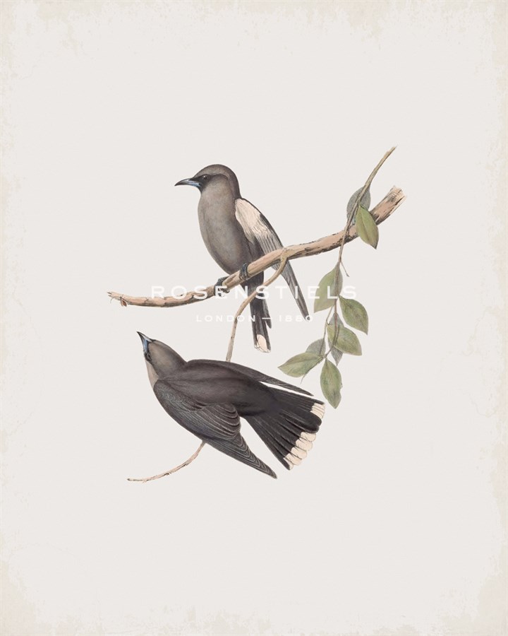 Artamus Cinereus - John Gould