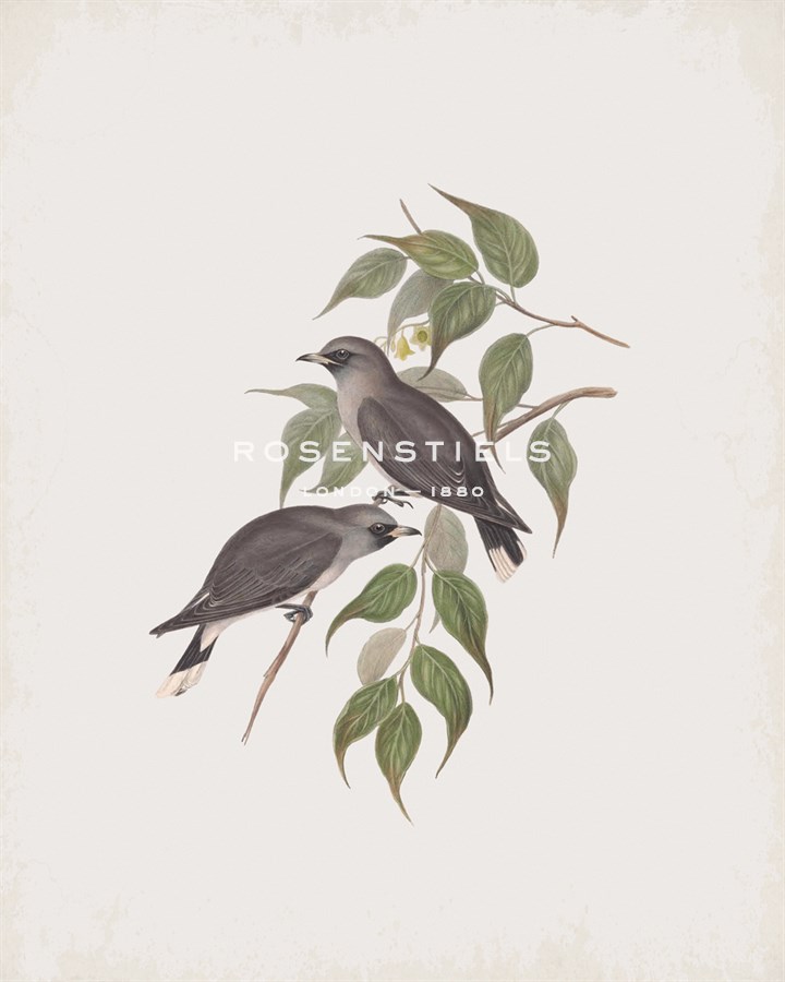 Artamus Albiventris - John Gould