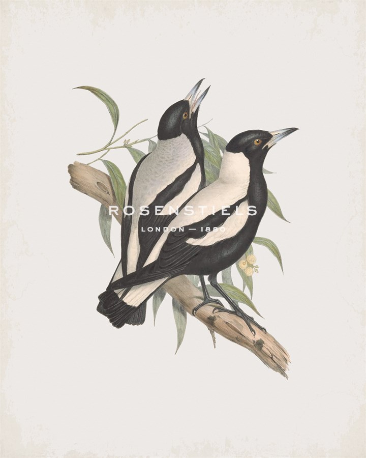 Gymnorhina Organicum - John Gould
