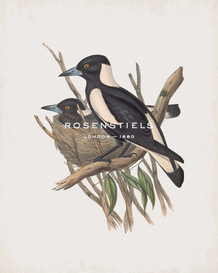 Gymnorhina Tibicen - John Gould