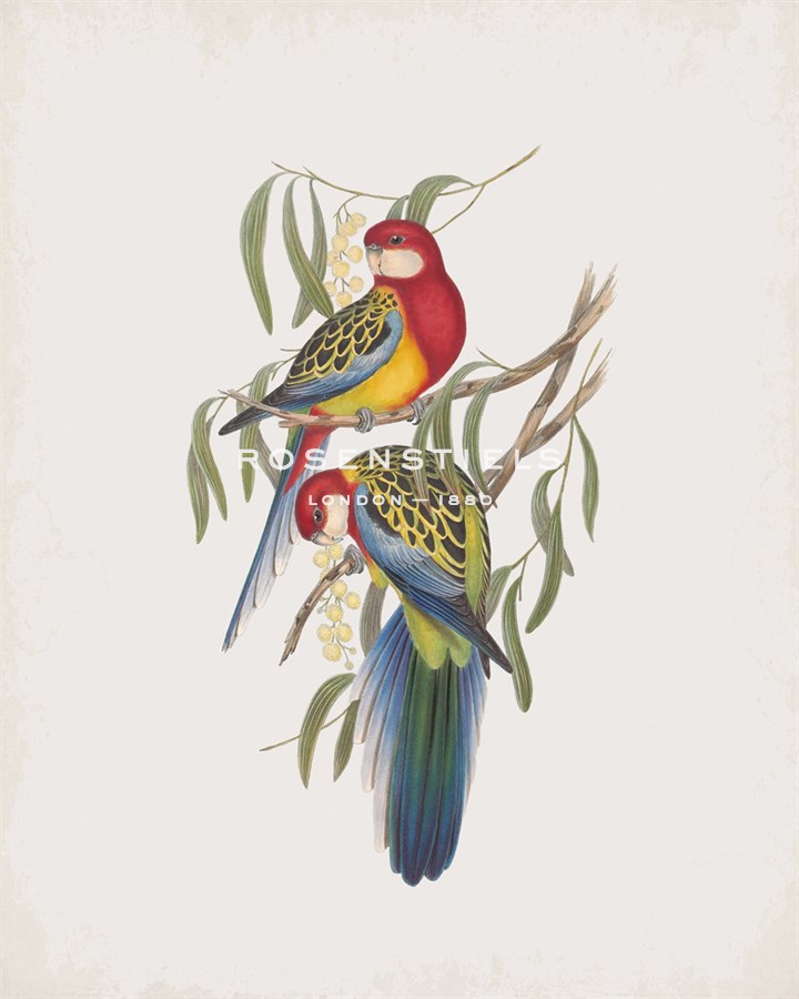 Platycercus Eximius - John Gould