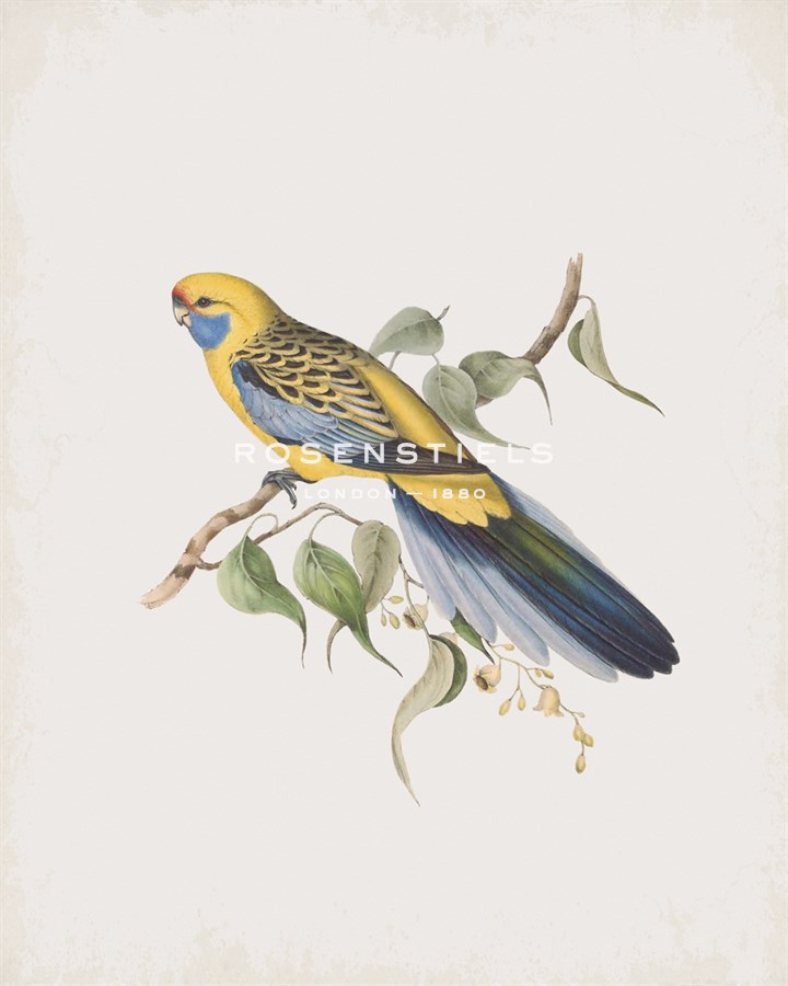 Platycercus Flaveolus - John Gould