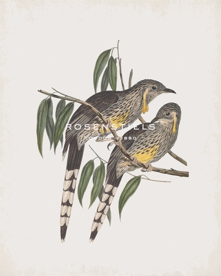 Anthochaera Inauris - John Gould