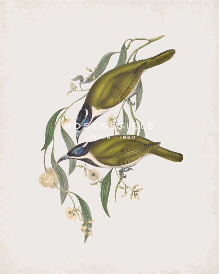 Entomyza Cyanotis - John Gould