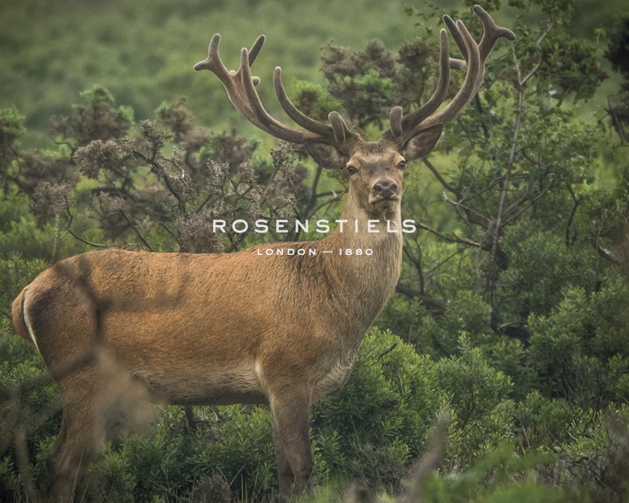 Moorland Splendor - Matt Roseveare
