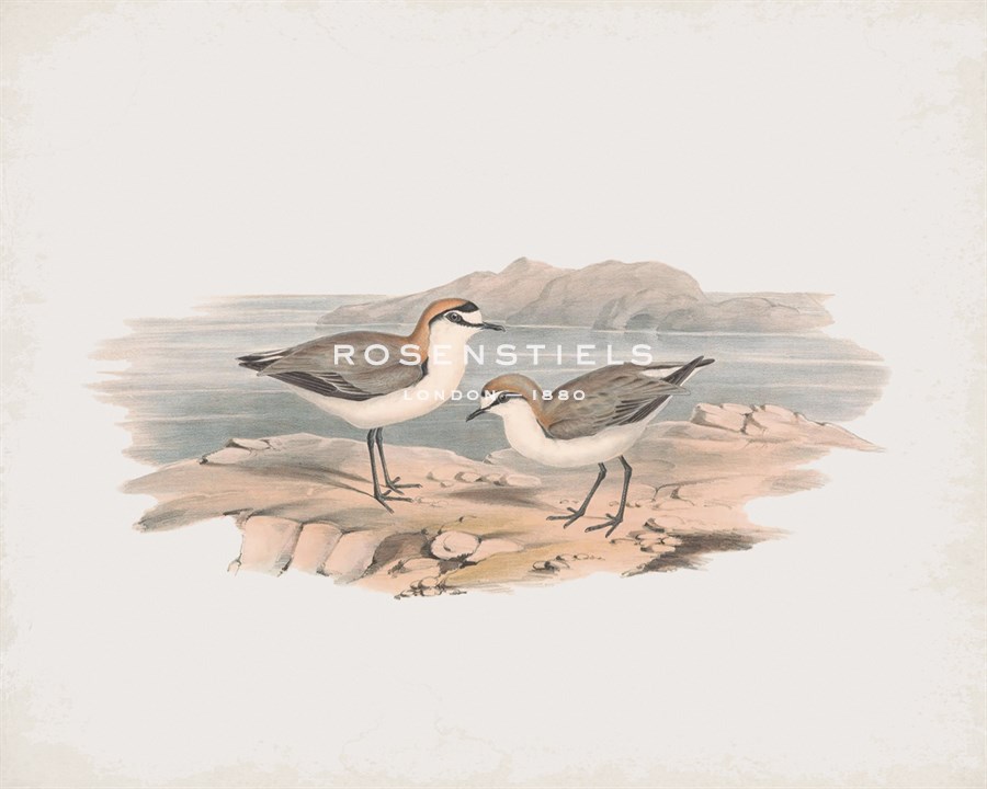 Hiaticula Ruficapilla - John Gould
