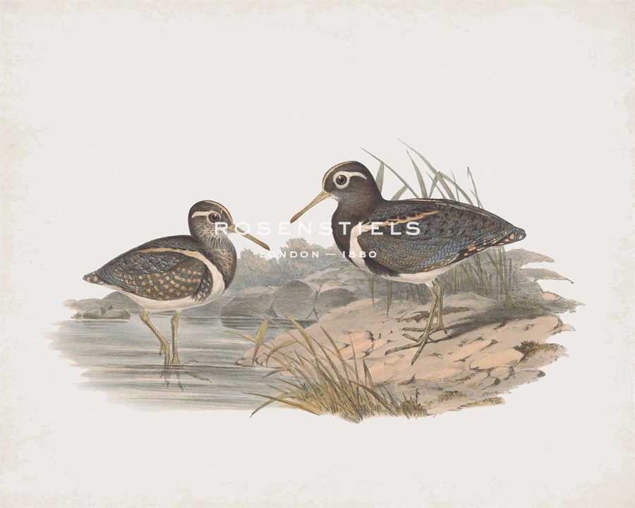 Rhynchaea Australis - John Gould
