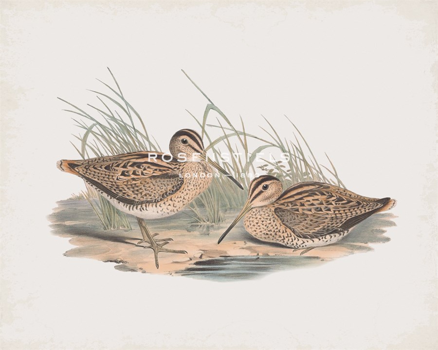 Scolopax Australis - John Gould