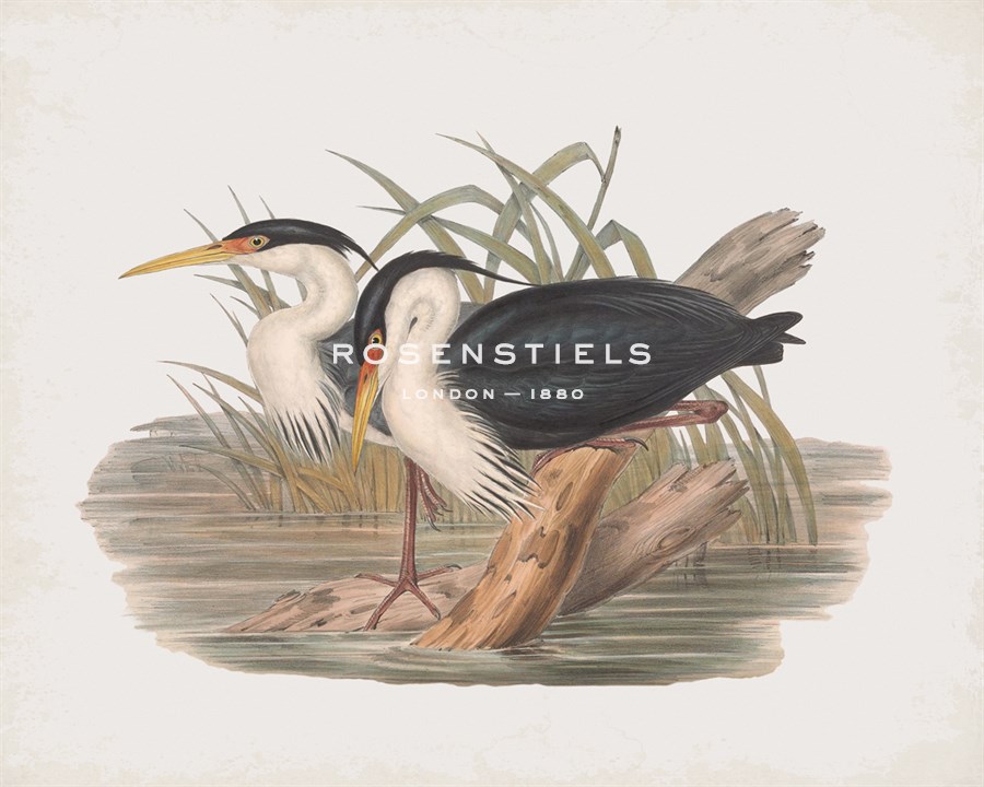 Herodias Picata - John Gould