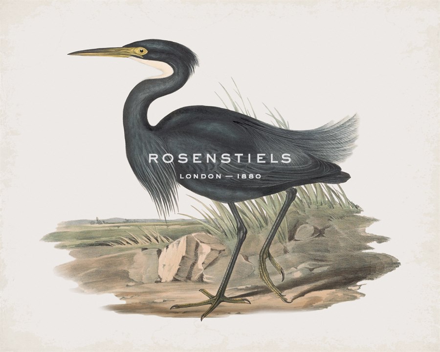 Herodias Pannosus - John Gould