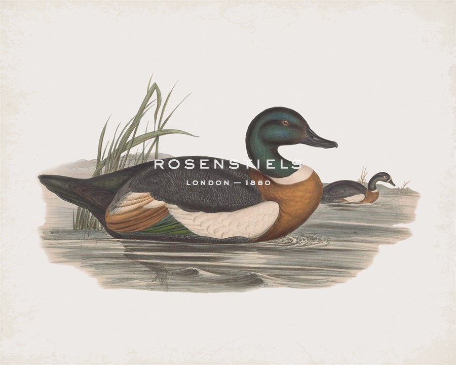 Casarca Tadornoides - John Gould