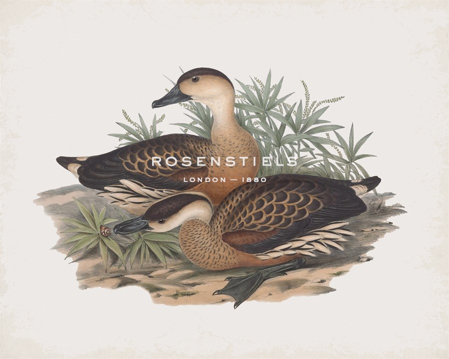 Dendrocygna Arcuata - John Gould