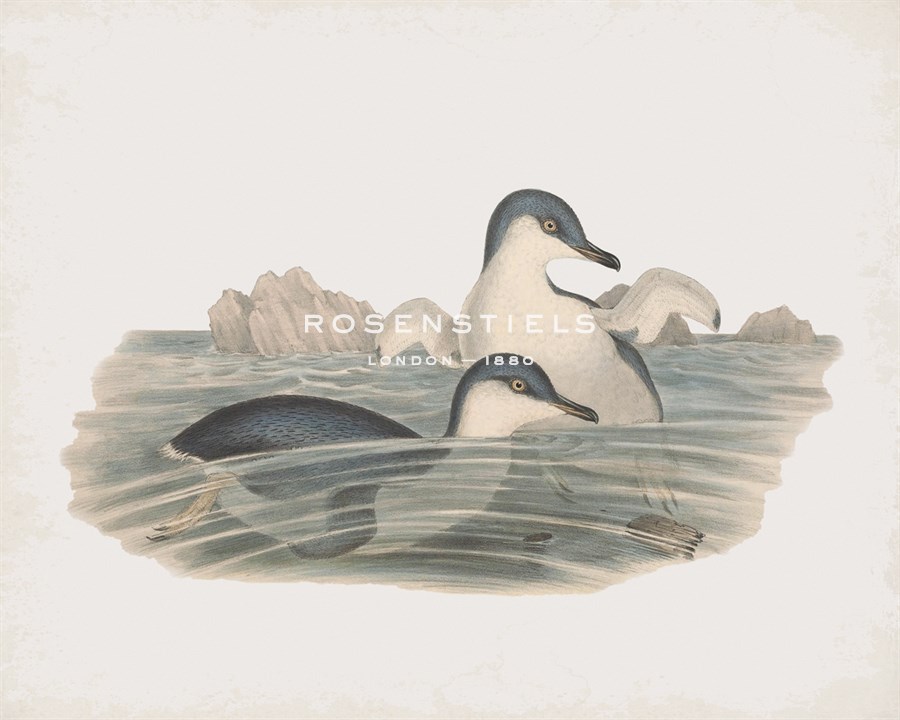 Spheniscus Undina - John Gould