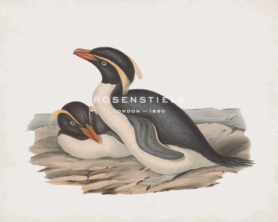Eudyptes Chrysocome - John Gould