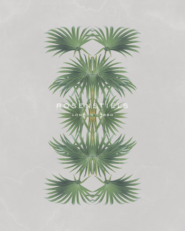 Livistona Australis - Reflection - The Drammis Collection