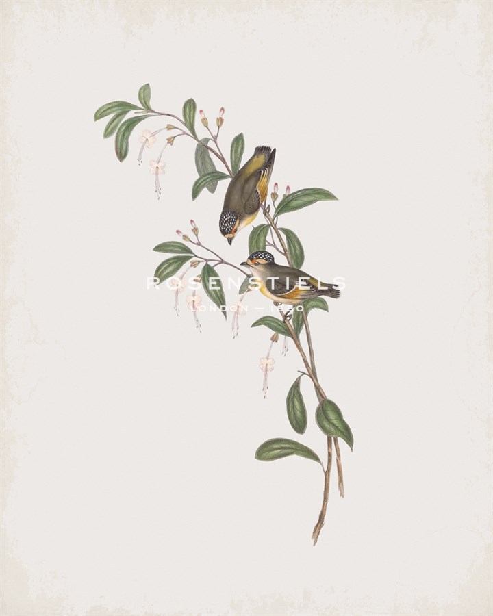 Pardalotus Punctatus - John Gould