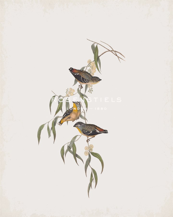 Pardalotus Rubricatus - John Gould