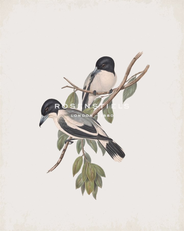 Cracticus Argenteus - John Gould