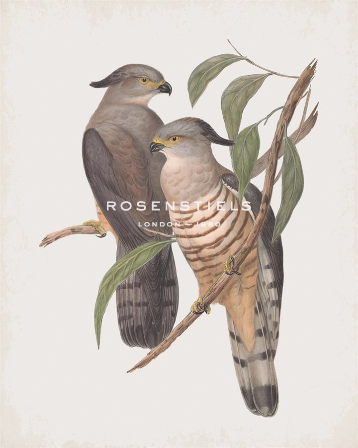 Lepidogenys Subcristatus - John Gould