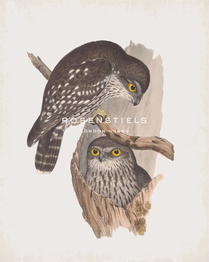 Athene Connivens - John Gould