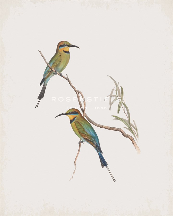 Merops Ornatus - John Gould