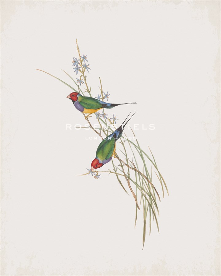 Poephila Mirabilis - John Gould