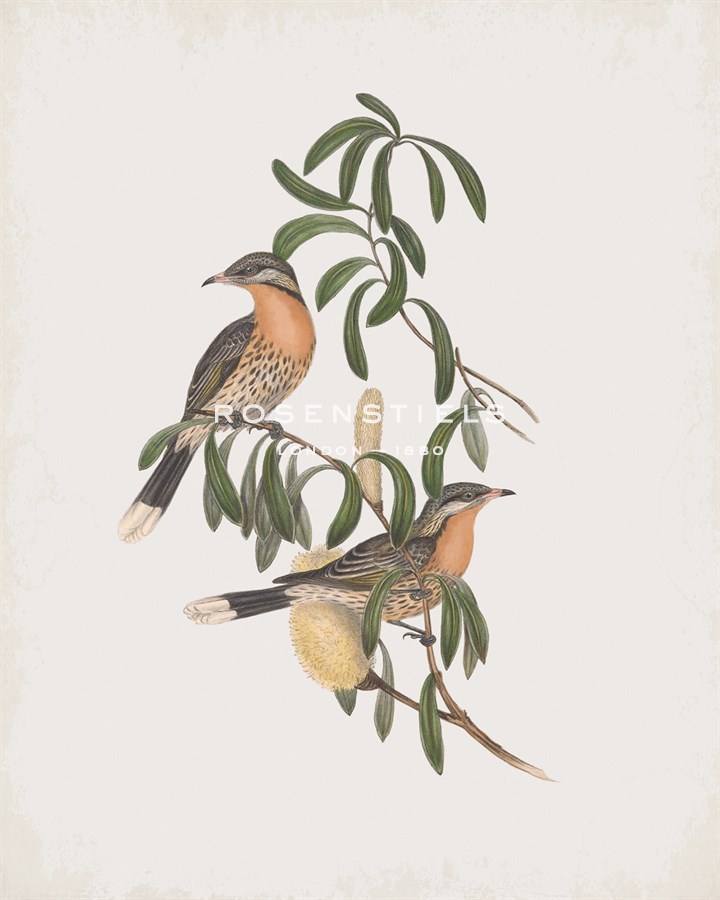 Acanthagenys Rufogularis - John Gould