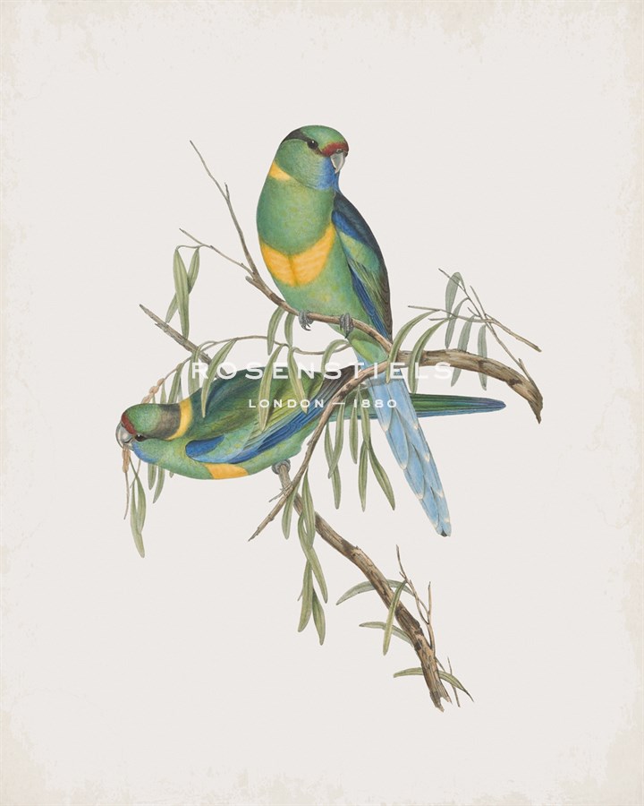 Platycercus Barnardi - John Gould