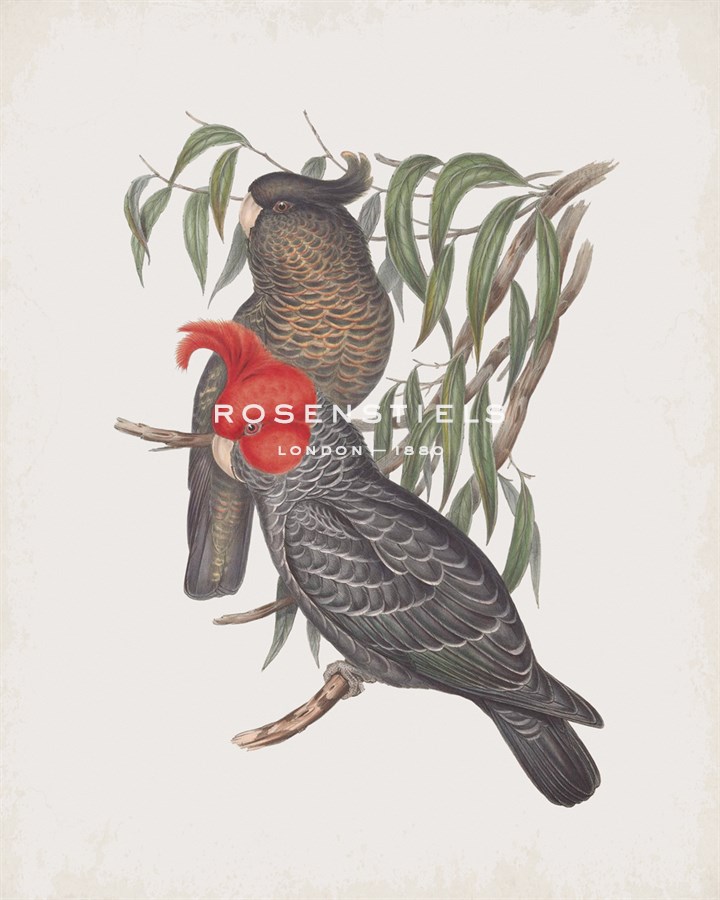 Callocephalon Galeatum - John Gould