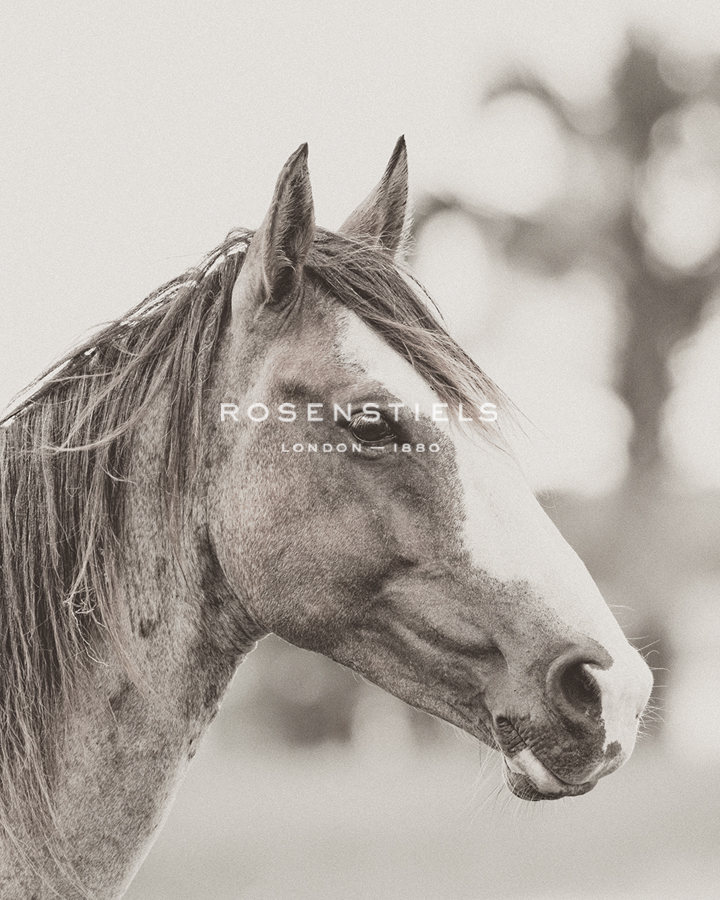 Gentle Gaze - Wink Gaines