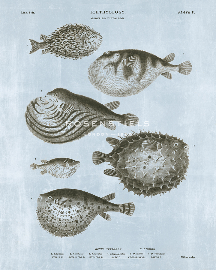 Ichthyology - Ocean - The Vintage Collection