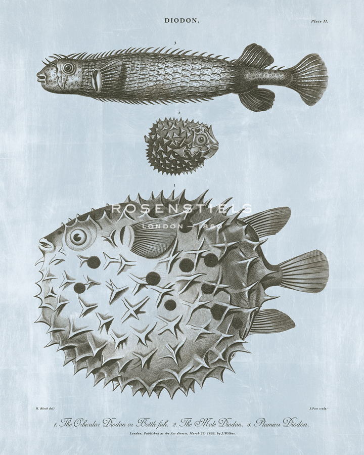 Diodon - Ocean - The Vintage Collection