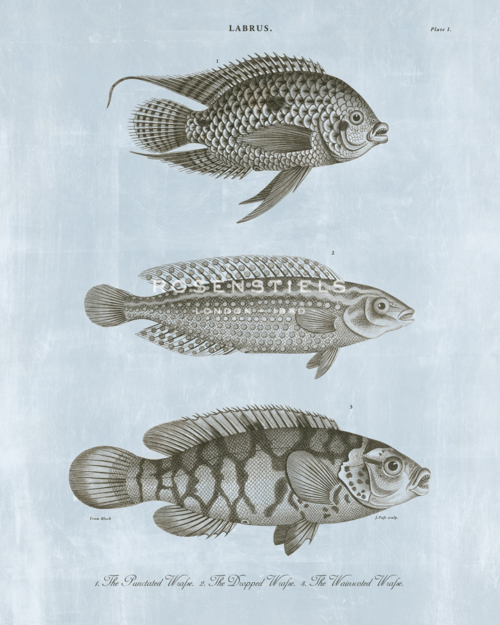 Labrus - Wrafse - Ocean - The Vintage Collection
