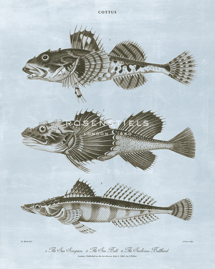 Cottus - Ocean - The Vintage Collection