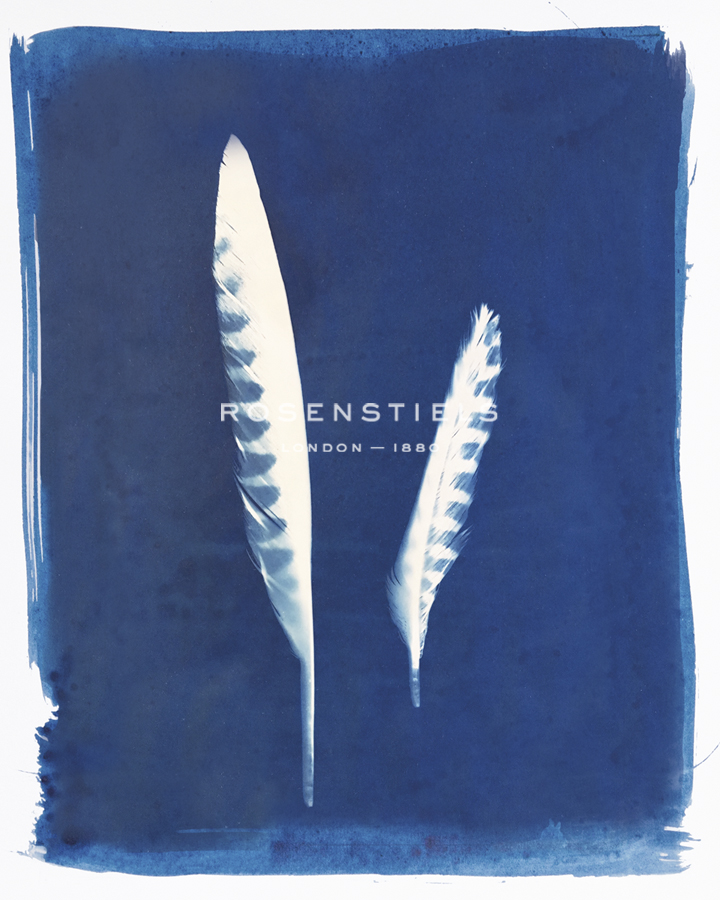 Kestrel Feathers - Sarah Cheyne