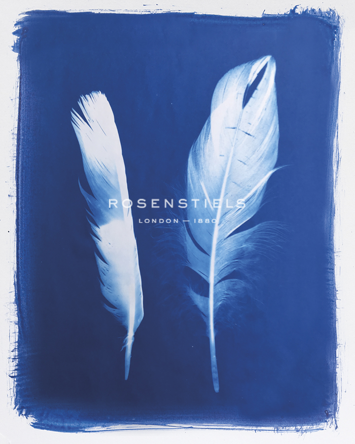 Swan and Magpie Feathers - Sarah Cheyne