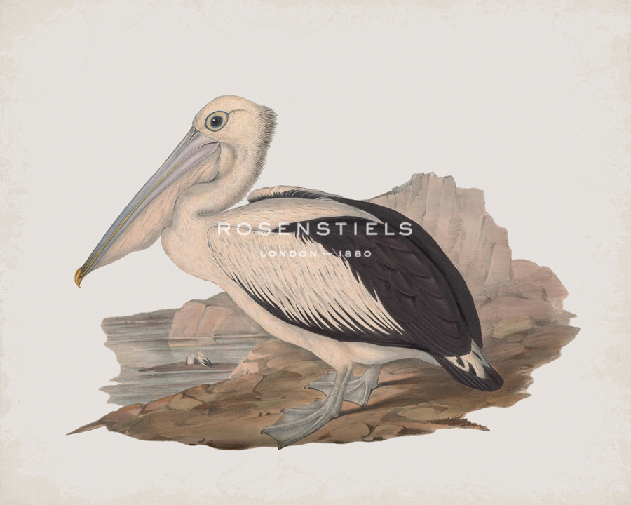 Cofanus - John Gould