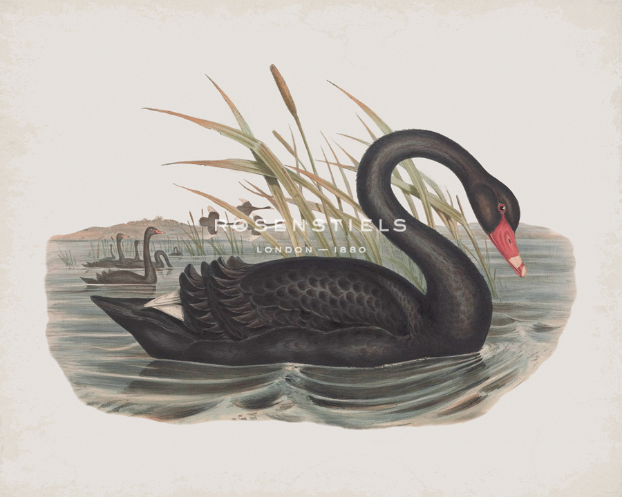 Cygnus Atratus - John Gould