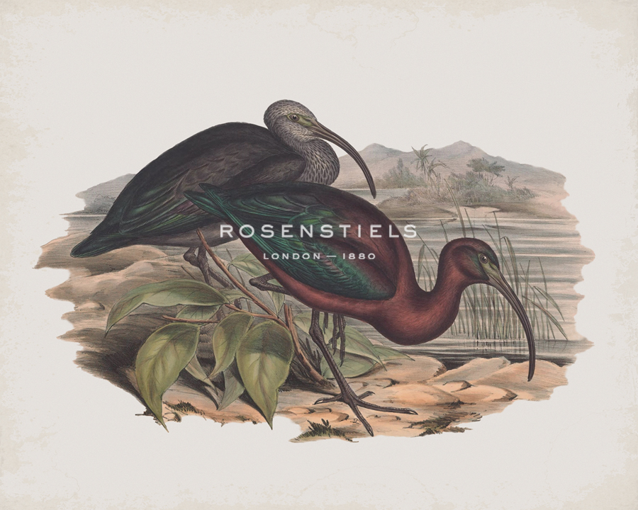 Falcinellus Igneus - John Gould