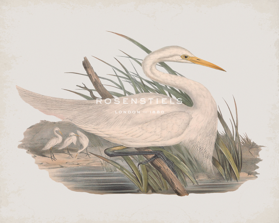 Herodias Plumiferus - John Gould