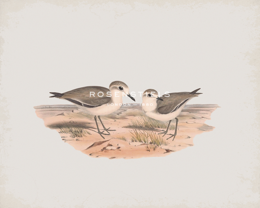 Hiaticula Inornata - John Gould