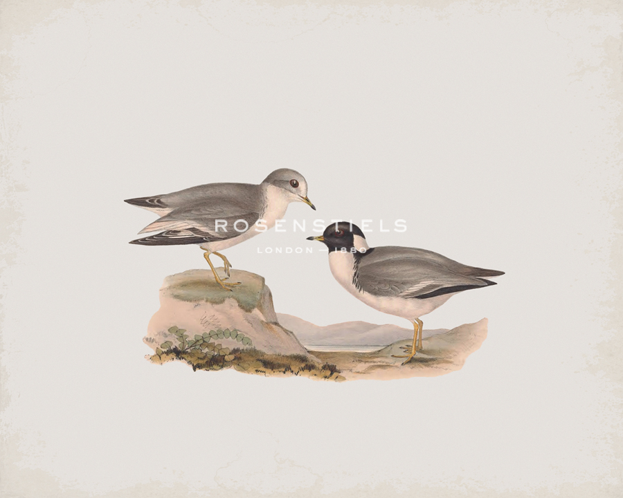 Hiaticula Monacha - John Gould